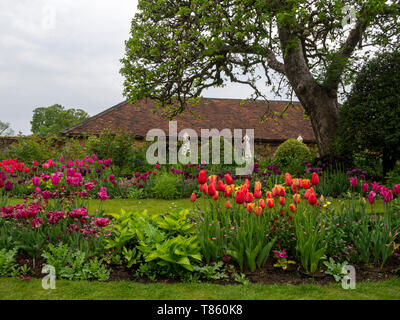 Chenies Manor Gardens au début mai par le salon de thé vu depuis le jardin en contrebas dans la saison des tulipes.Reine de Marvel,Barcelone,Lambada et orange mauve. Banque D'Images