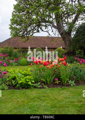 Chenies Manor Gardens au début de mai face à la salle de thé et Old Apple Tree avec des frontières de tulipes colorées en vue portrait Banque D'Images