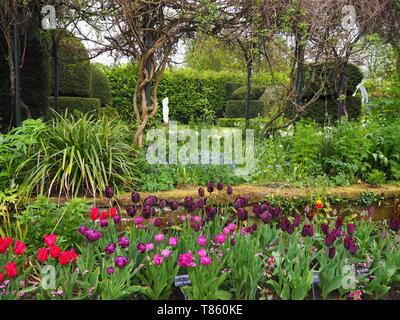 Tulip frontière dans le jardin en contrebas à l'intermédiaire de l'arches trellis vers le jardin blanc à Chenies Manor Gardens au début de mai Banque D'Images