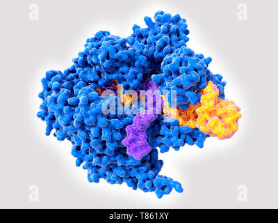 CRISPR-Cas9 complexe d'édition, illustration Banque D'Images