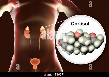 Le cortisol hormone molécule et à la glande surrénale, illustration Banque D'Images