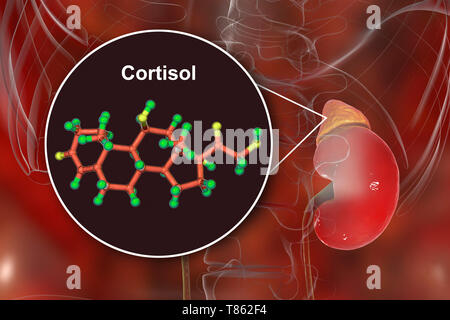 Le cortisol hormone molécule et à la glande surrénale, illustration Banque D'Images