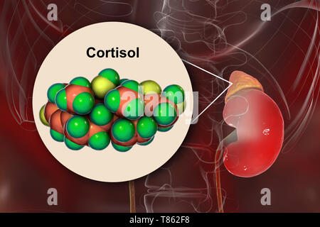 Le cortisol hormone molécule et à la glande surrénale, illustration Banque D'Images