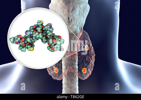 Glandes parathyroïdes et l'hormone parathyroïdienne, illustration Banque D'Images