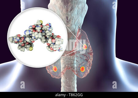 Glandes parathyroïdes et l'hormone parathyroïdienne, illustration Banque D'Images