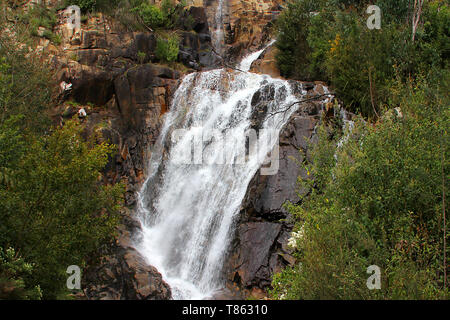 Steavenson Falls, une cascade sur la rivière Steavenson, est situé à 4 kilomètres (2,5 mi) au sud-est de Marysville, Victoria, Australie. Banque D'Images