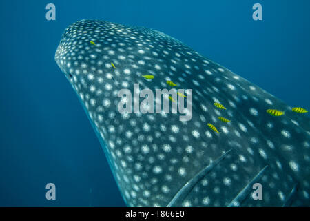 Requin-baleine (Rhincodon typus) avec quelques Golden trevally natation près de son siège dans le compartiment de Honda, Puerto Princesa, Palawan, aux Philippines. Banque D'Images