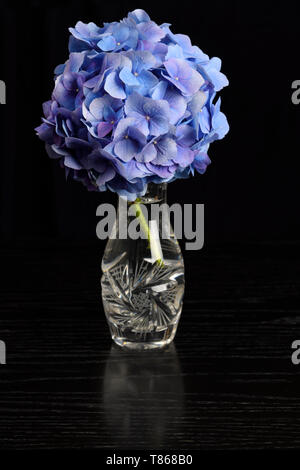 Grappe de fleurs d'hortensia bleu en cristal de verre sur table en chêne noir Banque D'Images