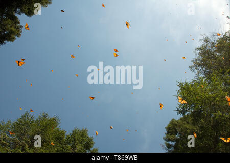 Les papillons monarques arrivant à Michoacan, Mexique, après la migration en provenance du Canada. Banque D'Images