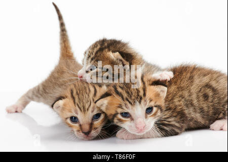 Groupe de kitty jouer isolé sur fond blanc Banque D'Images