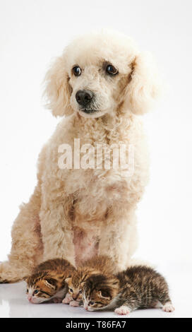 En prenant garde de chien chat isolé sur fond blanc Banque D'Images