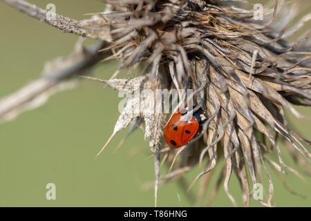 7-spot coccinelle (Coccinella septempunctata) sur cardère (Dipsacus sylvestris) Banque D'Images