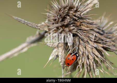 7-spot coccinelle (Coccinella septempunctata) sur cardère (Dipsacus sylvestris) Banque D'Images