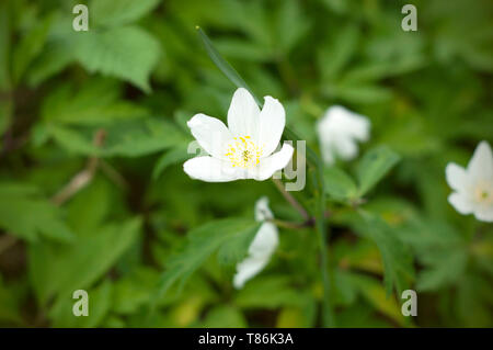 Le champ blanc fleur blanche. Vue rapprochée d'un peu de fleurs blanches. Un plan macro sur un champ blanc fleur Banque D'Images