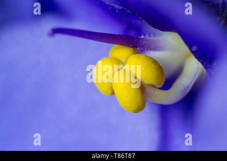 Fleur bleue avec des étamines jaune macro Banque D'Images