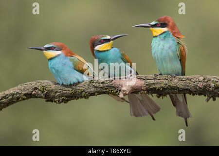 Lutte entre mangeurs d'abeilles d'Europe (Merops apiaster) Banque D'Images