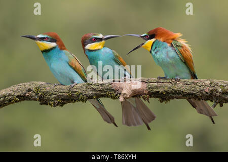 Lutte entre mangeurs d'abeilles d'Europe (Merops apiaster) Banque D'Images