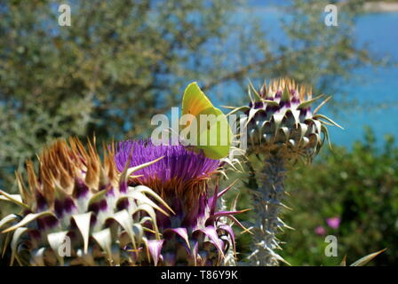 Soufre jaune papillon sur une floraison pourpre chardon Banque D'Images