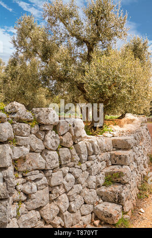 Olivier et mur de pierre sur une route dans la vallée d'Itria dans les Pouilles (Italie) Banque D'Images