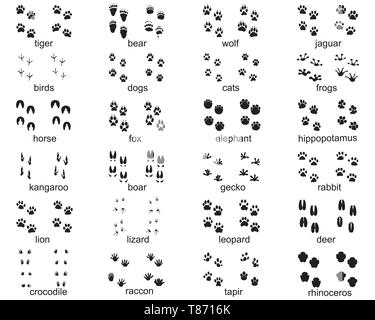 Ensemble d'empreintes d'animaux sauvages sur un fond blanc Banque D'Images