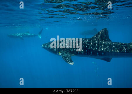 Trois des requins baleines (Rhincodon typus) nourrir près de la surface dans le compartiment de Honda, Puerto Princesa, Palawan, aux Philippines. Banque D'Images