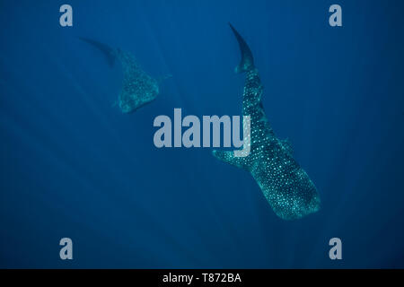 Deux des requins baleines (Rhincodon typus) dans le compartiment de Honda, Puerto Princesa, Palawan, aux Philippines. Banque D'Images