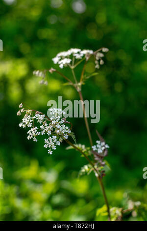 Cow Parsley, de l'étude de la fleur qui a des grappes de fleurs blanches minuscules appelées ombelles Banque D'Images