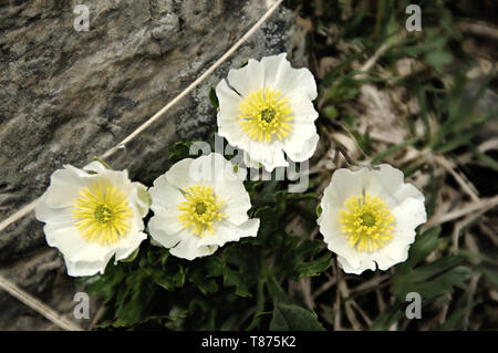 Ranunculus alpestris ; fleur de la Ranunculaceae croissant sur le Pizol Banque D'Images