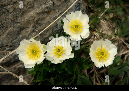 Ranunculus alpestris ; fleur de la Ranunculaceae croissant sur le Pizol Banque D'Images