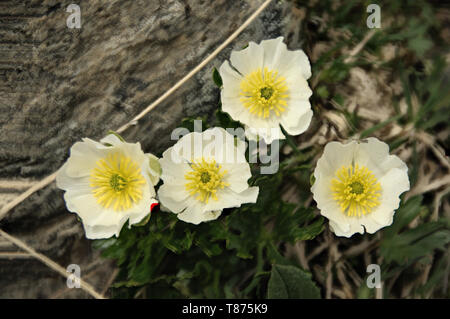 Ranunculus alpestris ; fleur de la Ranunculaceae croissant sur le Pizol Banque D'Images