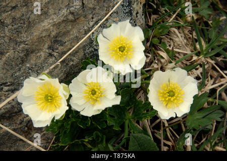 Ranunculus alpestris ; fleur de la Ranunculaceae croissant sur le Pizol Banque D'Images