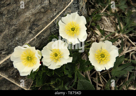 Ranunculus alpestris ; fleur de la Ranunculaceae croissant sur le Pizol Banque D'Images