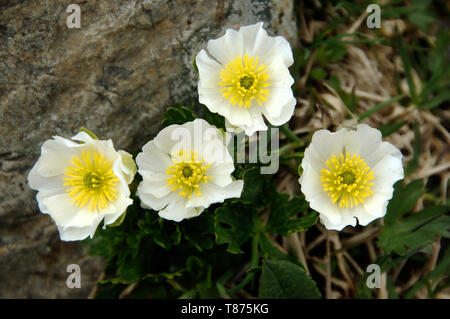 Ranunculus alpestris ; fleur de la Ranunculaceae croissant sur le Pizol Banque D'Images