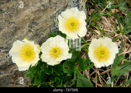 Ranunculus alpestris ; fleur de la Ranunculaceae croissant sur le Pizol Banque D'Images