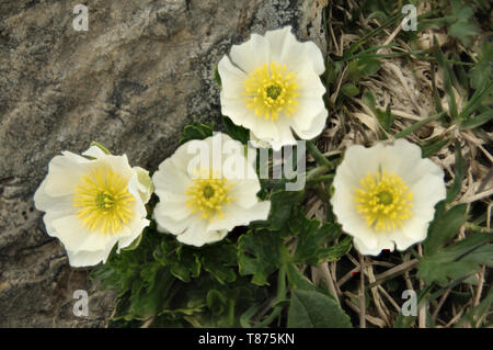 Ranunculus alpestris ; fleur de la Ranunculaceae croissant sur le Pizol Banque D'Images