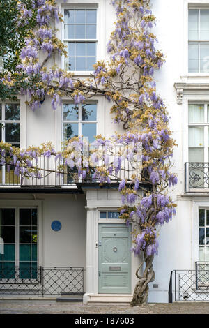 Glycine sur une maison de la rue de l'Église ancienne, Chelsea, Londres, Angleterre Banque D'Images