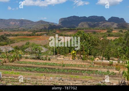 Cuba, province de Pinar del Rio, Vinales, Vallée de Vinales, Parc National de Viñales classée au Patrimoine Mondial de l'UNESCO, de l'ensemencement dans une ferme écologique, les mogotes en bas Banque D'Images