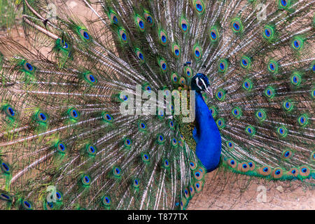 Pavo cristatus paon indien (mâle) répandre ses plumes montrant outre de couleurs. Banque D'Images