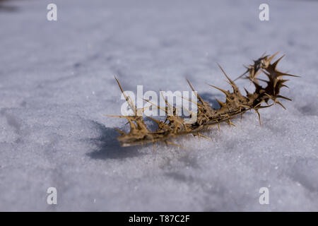 La neige et l'hiver sec thorn - droit Banque D'Images