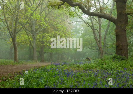 Matin brumeux dans une forêt dans le West Sussex, Angleterre. Banque D'Images