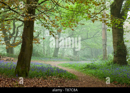 Misty spring morn dans un bois de West Sussex. Banque D'Images