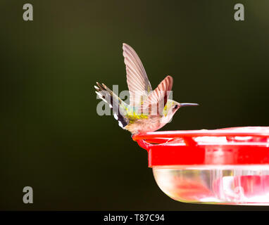 Femme Ruby-Throated assis sur un colibri colibri et qui s'étend ses ailes. Banque D'Images