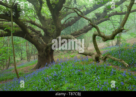 Jacinthes dans un bois brumeux West Sussex. Banque D'Images