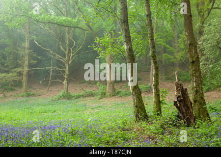 Matin de printemps dans un bois brumeux dans le West Sussex, Angleterre. Banque D'Images