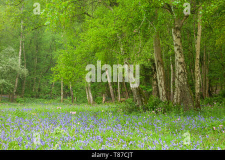 Matin de printemps dans un bois de West Sussex. Banque D'Images