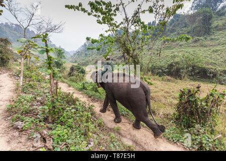 Laos, Sainyabuli, Elephant Conservation Centre, Éléphant d'Asie, Elephas maximus, et cornacs-LAO-ECC-18-014 Banque D'Images