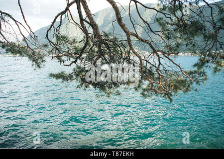 Belle vue de conifères ou de branches de sapins au premier plan contre la mer au Monténégro. Banque D'Images