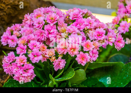 Kalanchoé rose à fleurs ornementales cultivées populaires gros plan, plante d'Afrique du Banque D'Images