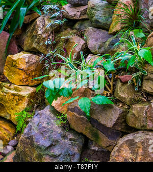 Tas de gros rochers dans un jardin tropical, jardin décorations, nature background Banque D'Images