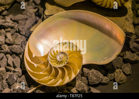 Découper d'une coquille de nautile chambré, mère de pearl coquillages, céphalopodes populaires Banque D'Images